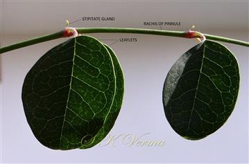  Pinnule with glands